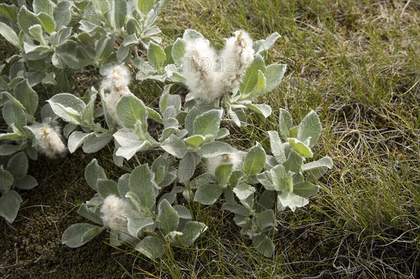 Arctic willow