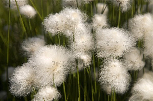 Scheuchzer's cottongrass or white cottongrass