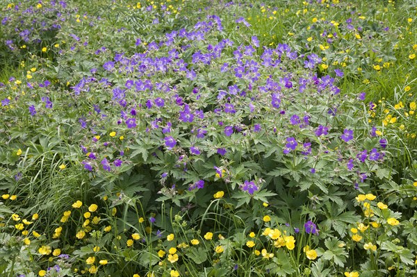 Wood cranesbill or woodland geranium