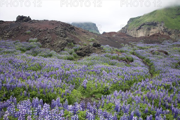 Flowering Nootka Lupins