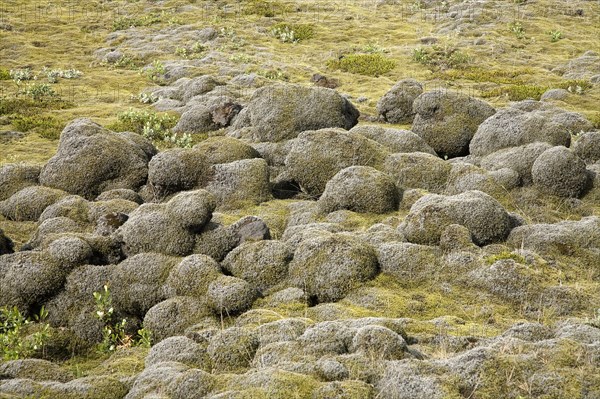 Lava field of Eldhraun overgrown with moss