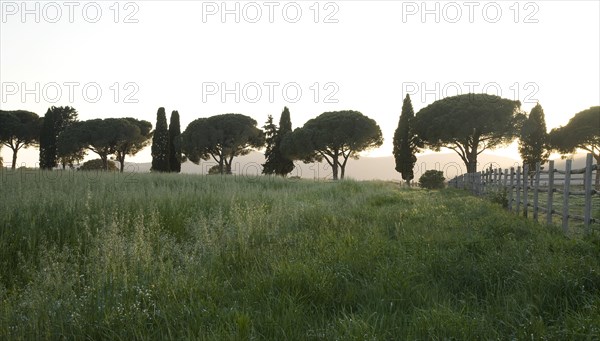 Cypresses and pine alley