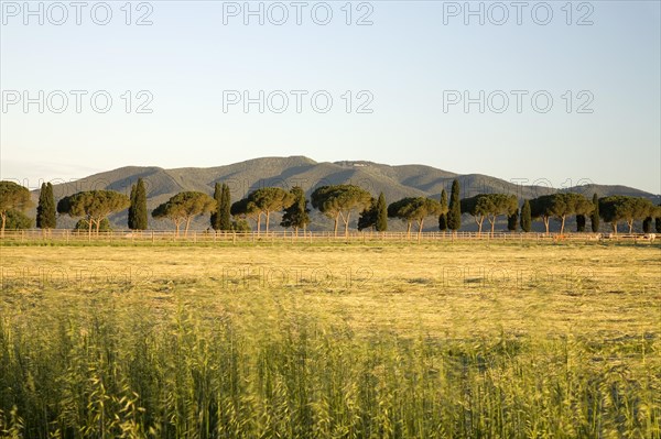 Cypresses and pine alley