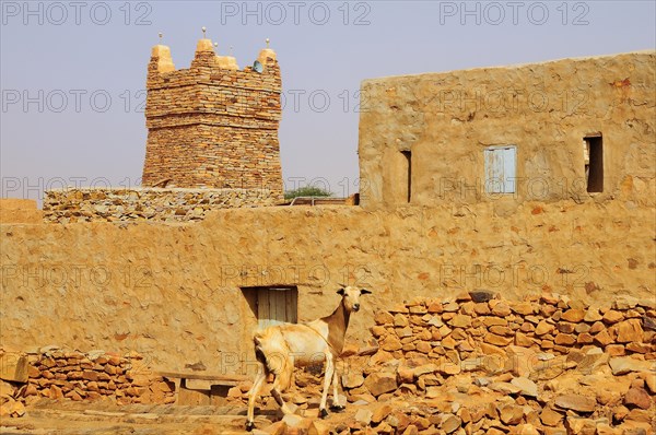 Goat on a wall in front of the minaret of the mosque in the historic centre
