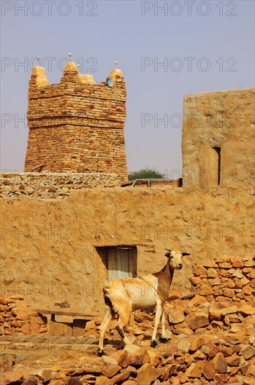 Goat on a wall in front of the minaret of the mosque in the historic centre