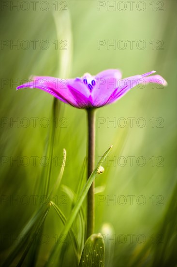 Star Anemone or Broad-leaved Anemone