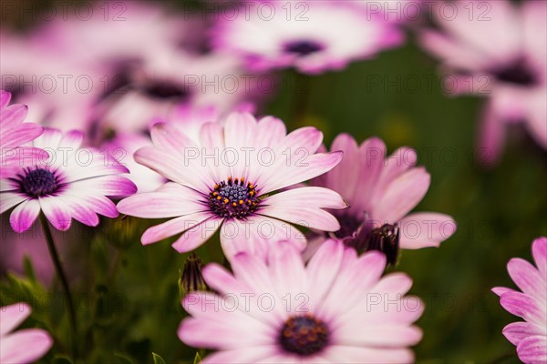 Blue and White Daisybush or Cape Marguerite