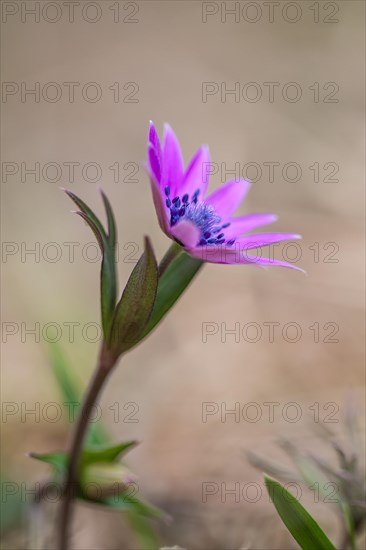 Star Anemone or Broad-leaved Anemone