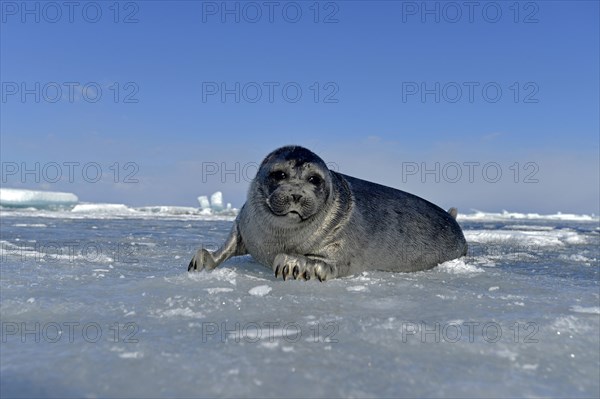 Baikal seal