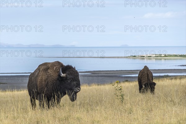 Bison