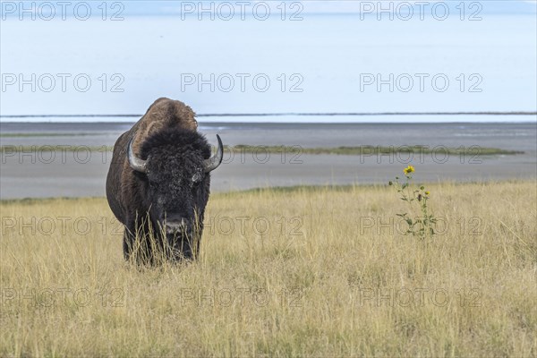 Bison