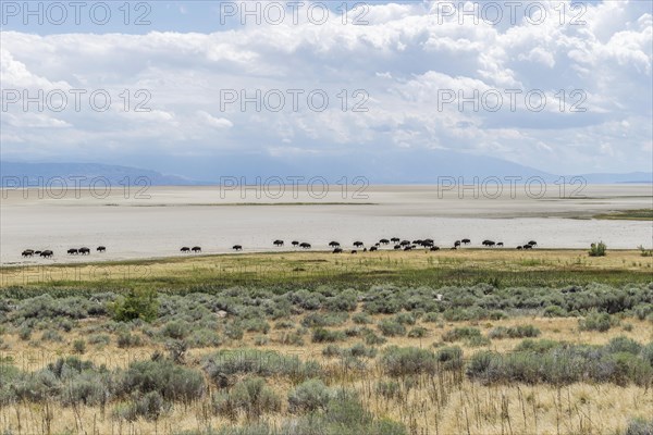 Herd of bison