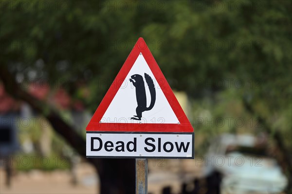 Warning sign for meerkats