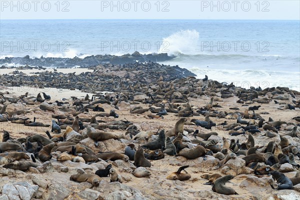 Colony of South African fur seals