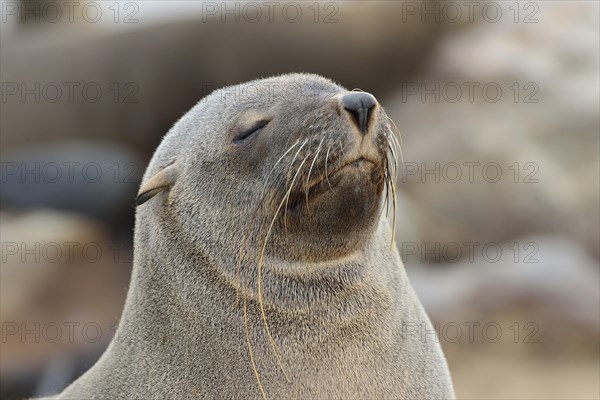 South African fur seal