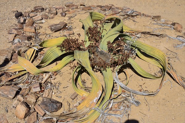 Welwitschia