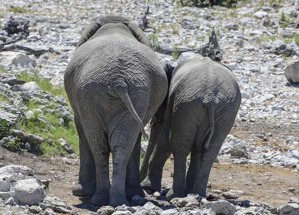 African bush elephants