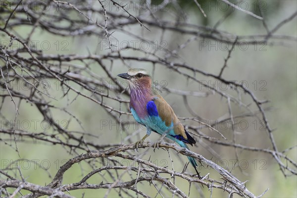 Lilac-breasted Roller