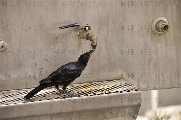 Tristram's starling