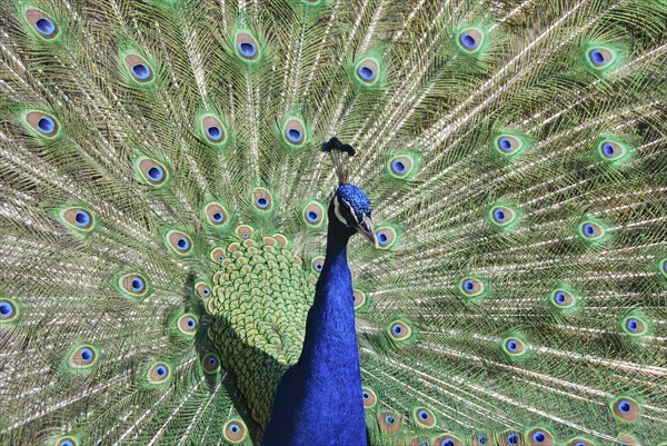 Blue Peacock