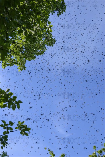Swarm of bees in the air