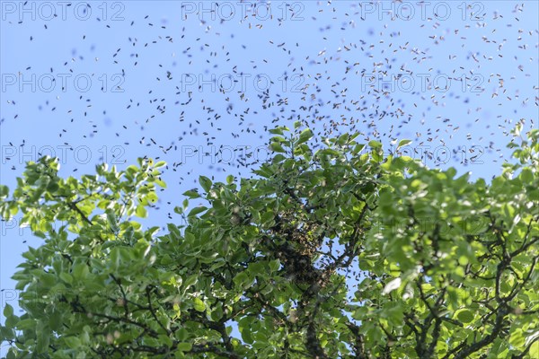 Swarm of bees by a pear tree