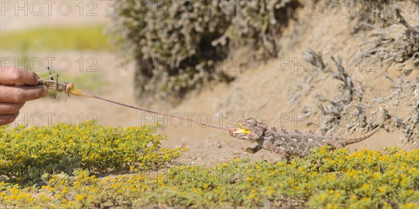 Namaqua chameleon