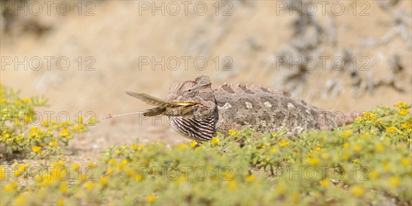 Namaqua chameleon