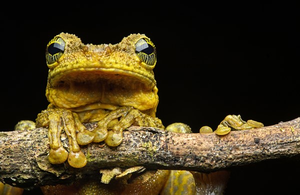 Manaus slender-legged tree frog