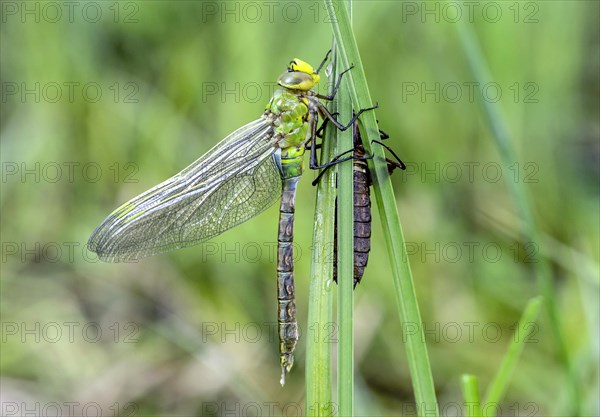 Newly hatched emperor dragonfly or blue emperor