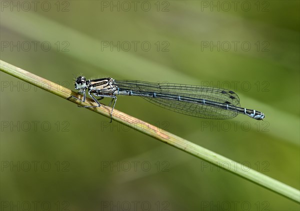 Female azure damselfly