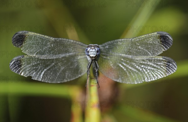 Neotropical dragonfly