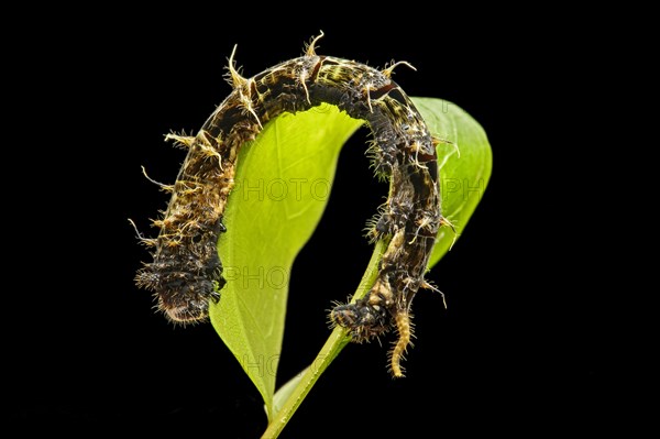 Caterpillar of Geometer moth