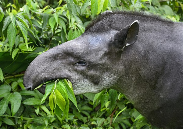 South American tapir