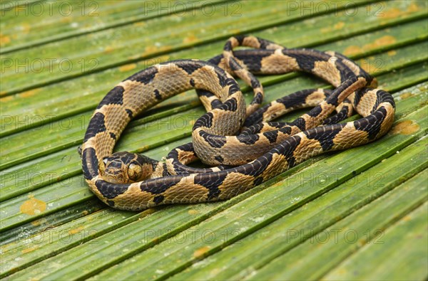 Blunthead tree snake