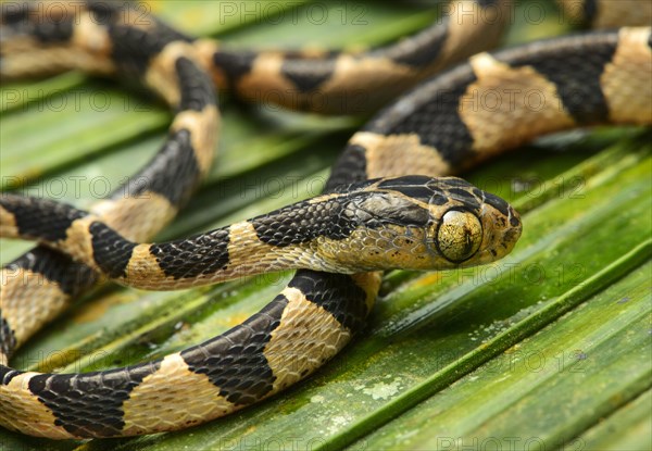 Blunthead tree snake