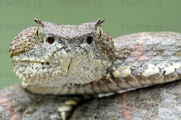 Eyelash viper