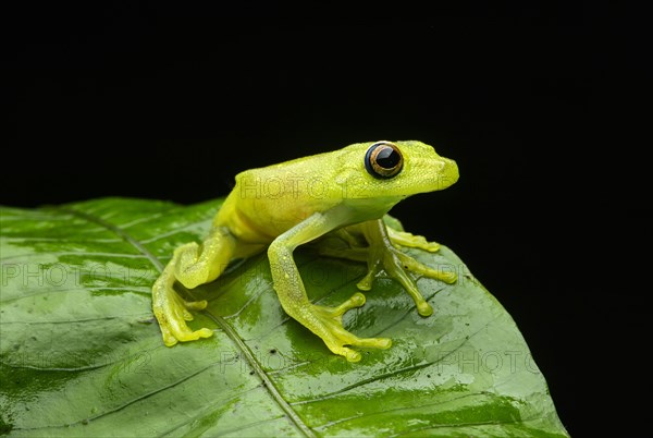 Demerara Falls tree frog