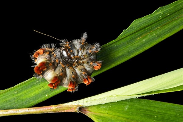 Curled up caterpillar