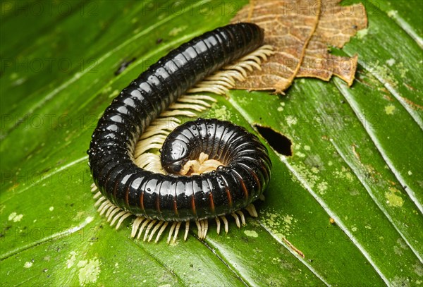 Millipede