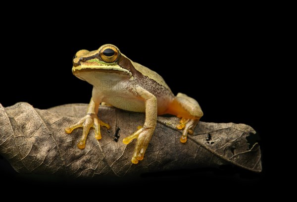 Masked tree frog