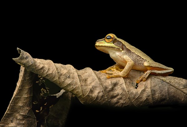 Masked tree frog