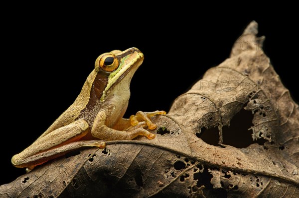 Masked tree frog