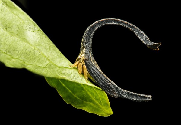 Treehopper