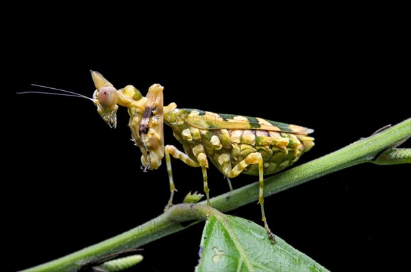 Praying mantis