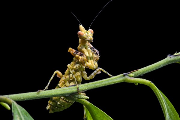 Praying mantis