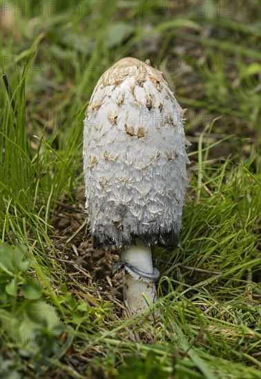 Shaggy ink cap