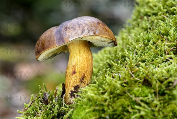 Bay bolete