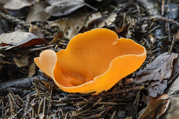 Orange peel fungus