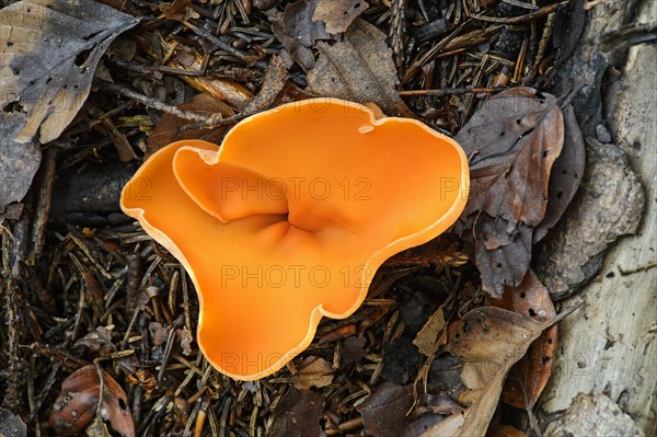 Orange peel fungus